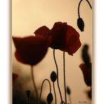 Mohn in der Abendsonne VI