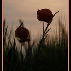 Mohn in der Abendstimmung