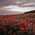 Mohn in der Abendstunde