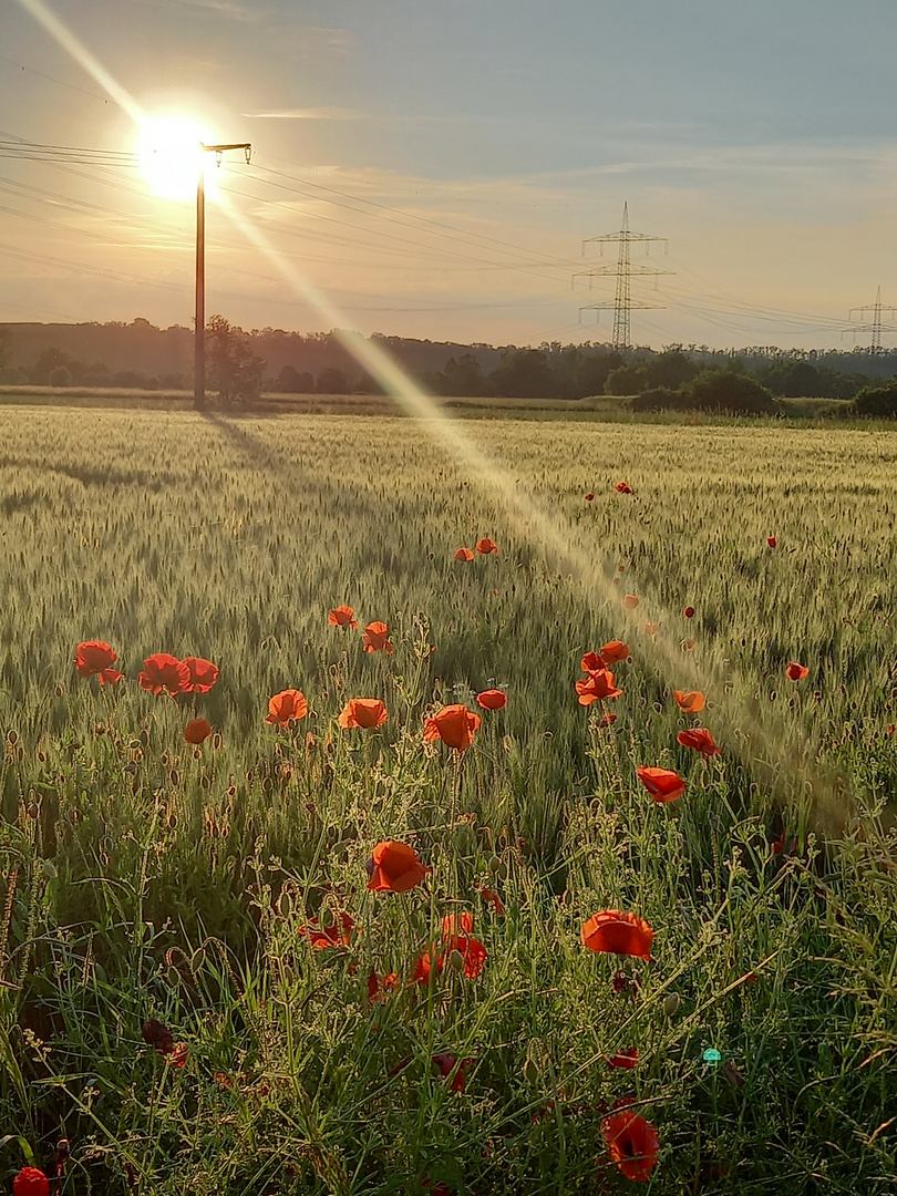 Mohn in der Abensonne mit oder ohne 'Solarenergie'?