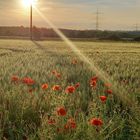 Mohn in der Abensonne mit oder ohne 'Solarenergie'?