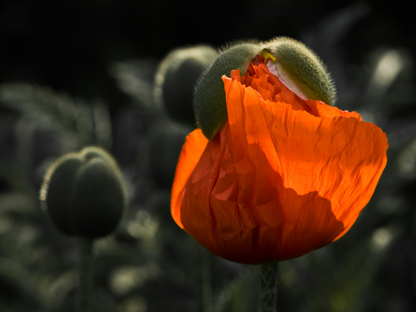 Mohn in der Blüte