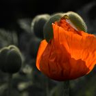 Mohn in der Blüte