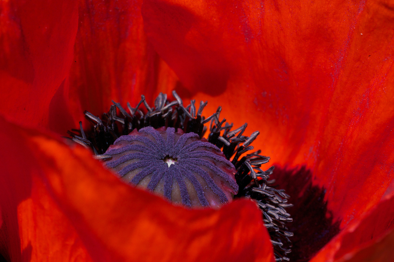 Mohn in der Blüte