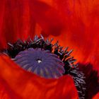 Mohn in der Blüte