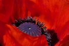 Mohn in der Blüte von schenk-ein-laecheln 