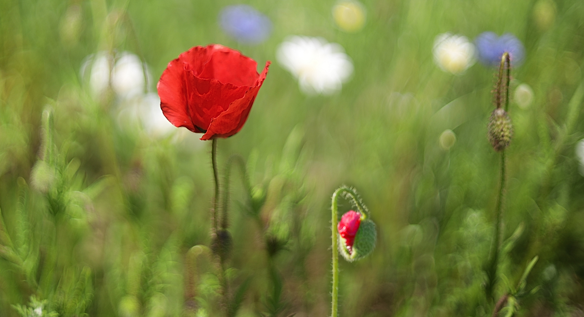 Mohn in der Blumenwiese