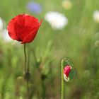 Mohn in der Blumenwiese