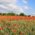 Mohn in der Börde