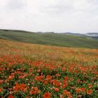 Mohn in der Crete