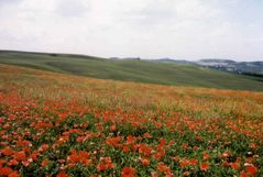 Mohn in der Crete