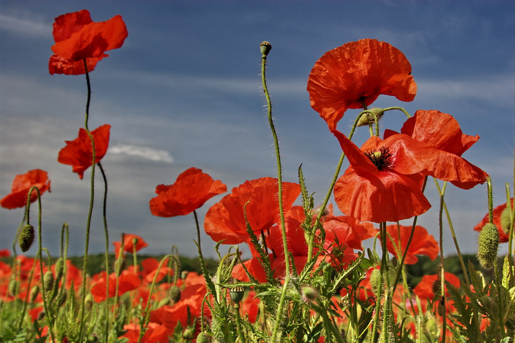 Mohn in der Mark