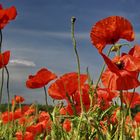 Mohn in der Mark