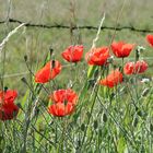 Mohn in der Morgensonne