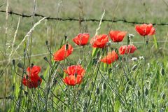 Mohn in der Morgensonne