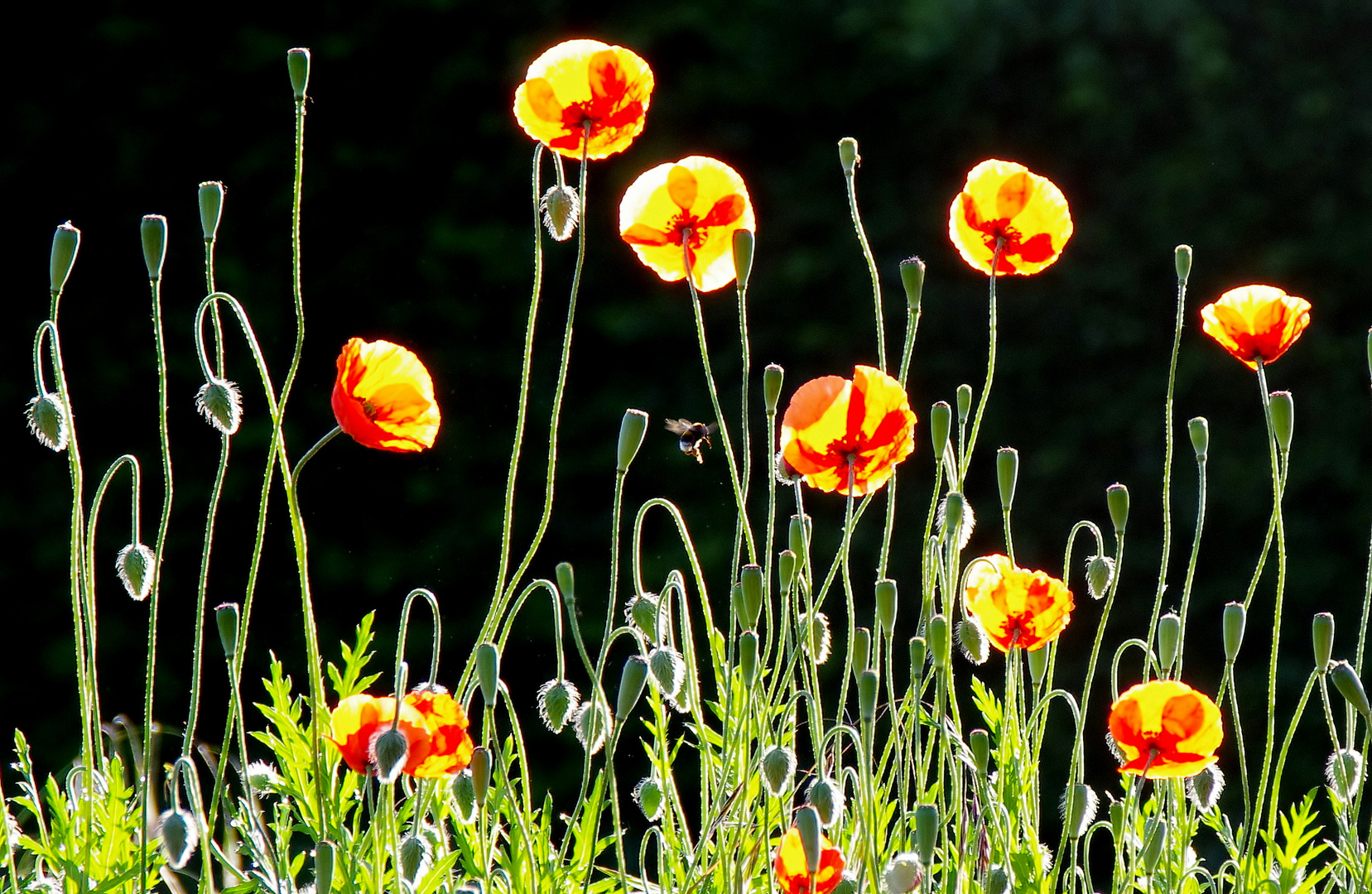 Mohn in der Morgensonne