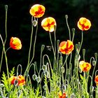 Mohn in der Morgensonne