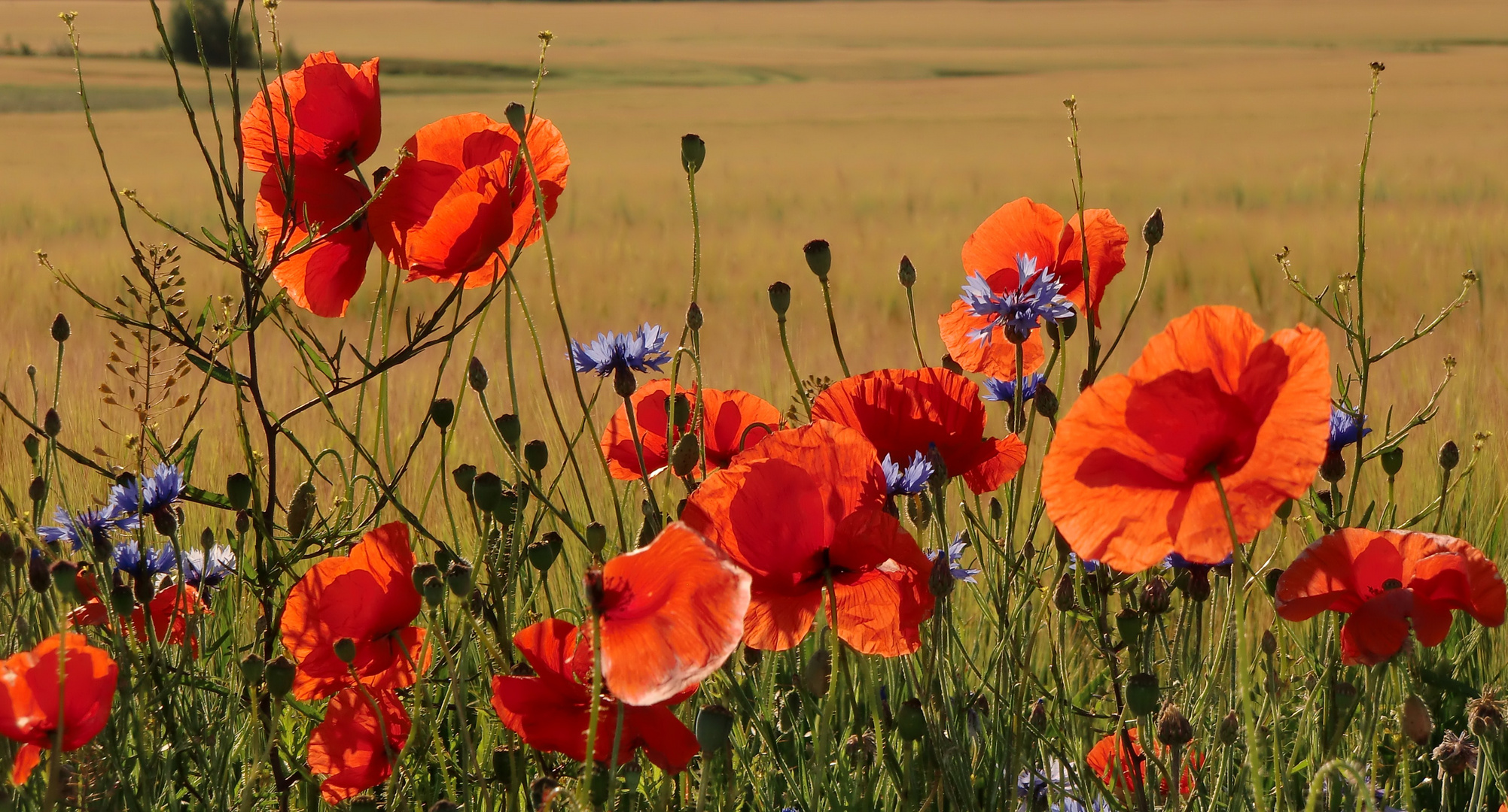 Mohn in der Morgensonne