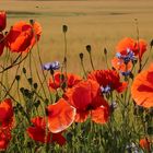 Mohn in der Morgensonne