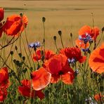 Mohn in der Morgensonne