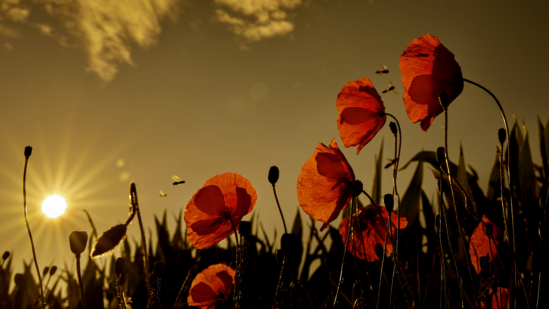 Mohn in der Morgensonne 