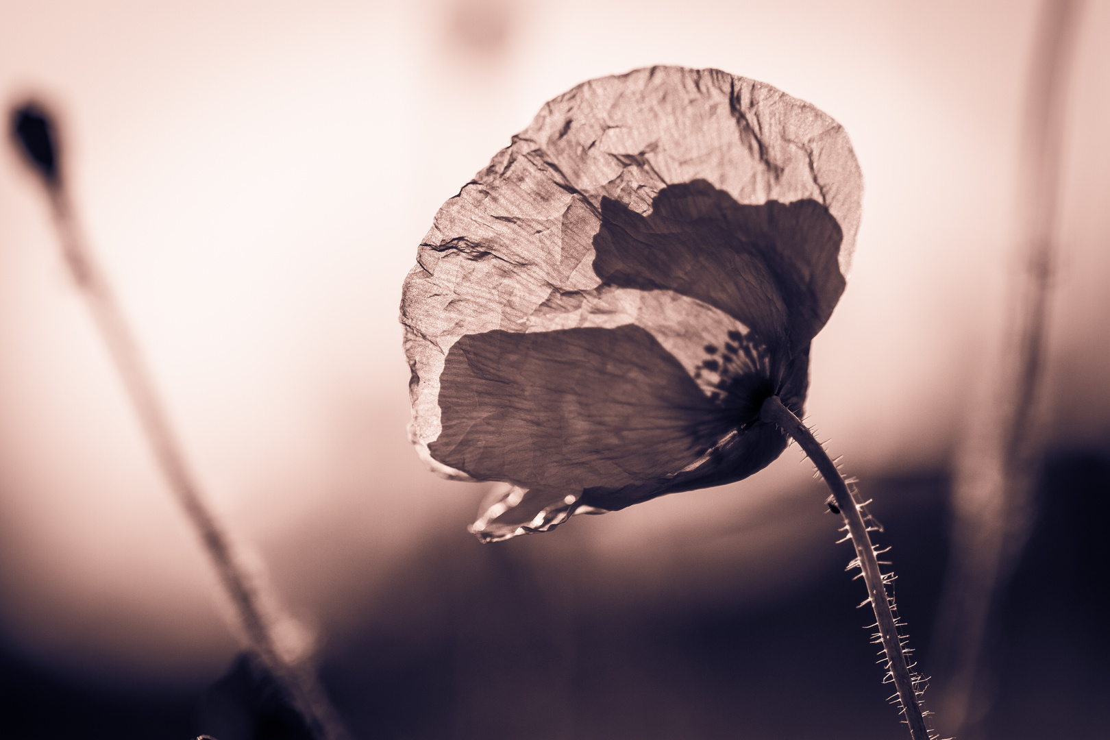 Mohn in der Morgensonne