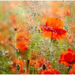 Mohn in der Morgensonne II