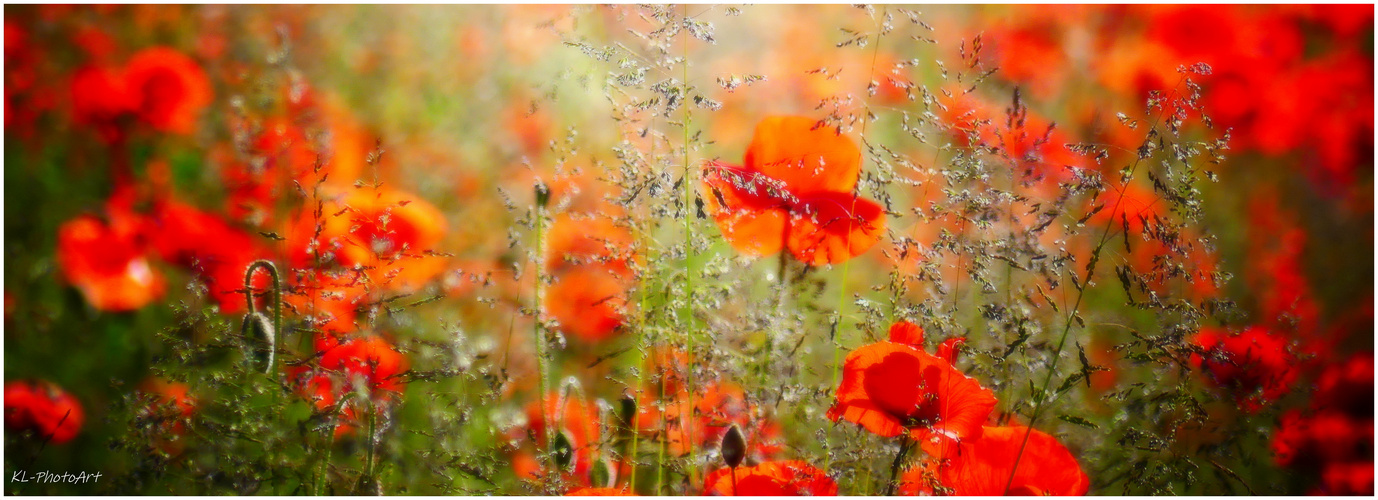 Mohn in der Morgensonne II