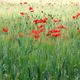 Mohn in der Provence