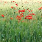 Mohn in der Provence