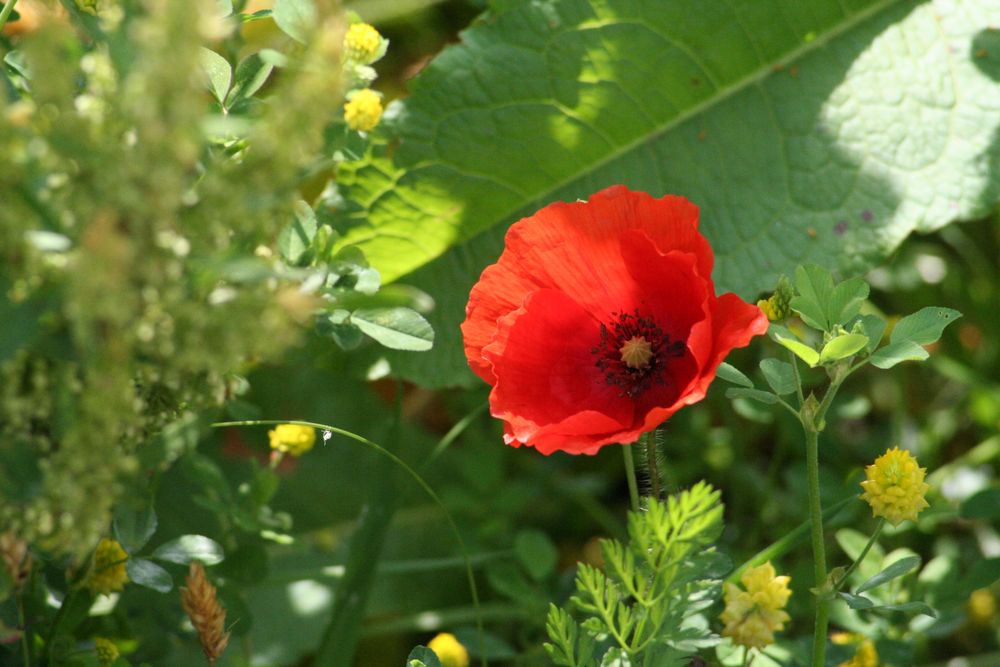 Mohn in der Sommerwiese