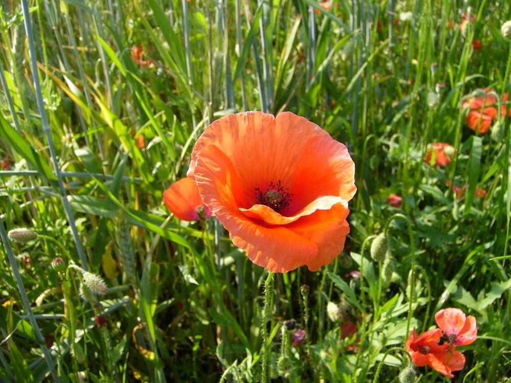 Mohn in der Sonne