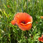 Mohn in der Sonne