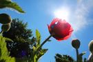 Mohn in der Sonne von KaroLineR 