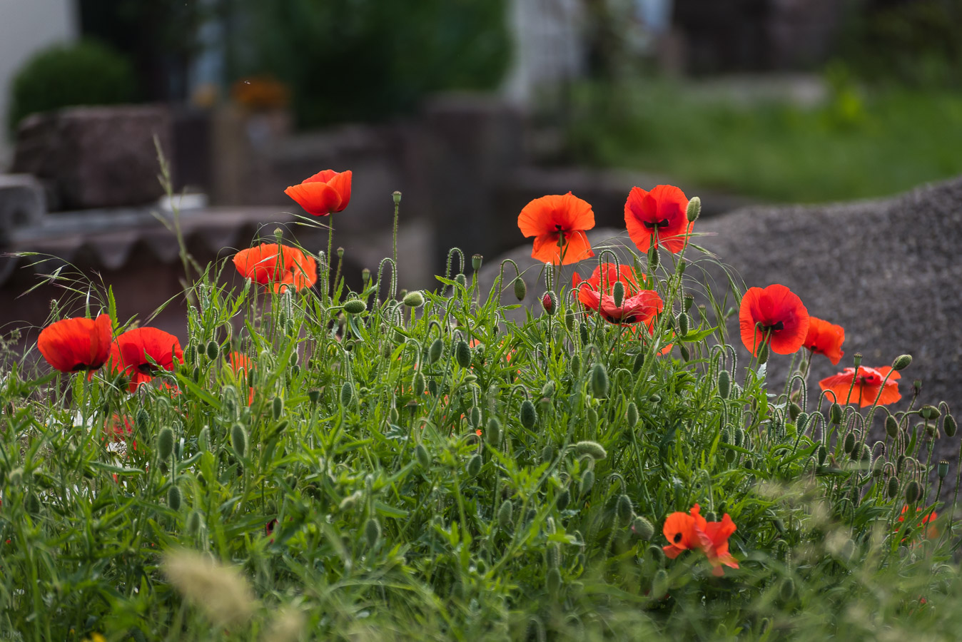 Mohn in der Sonne