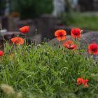 Mohn in der Sonne