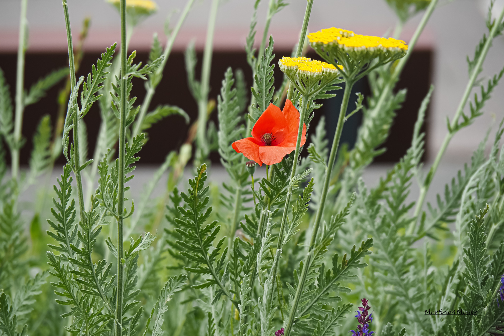 @Mohn in der Stadt