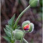 mohn in der stadt