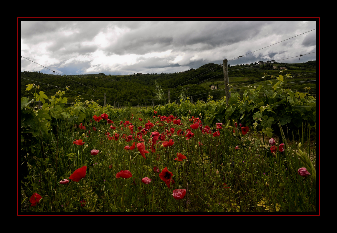 Mohn in der Toskana