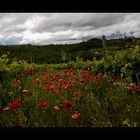 Mohn in der Toskana