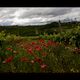 Mohn in der Toskana