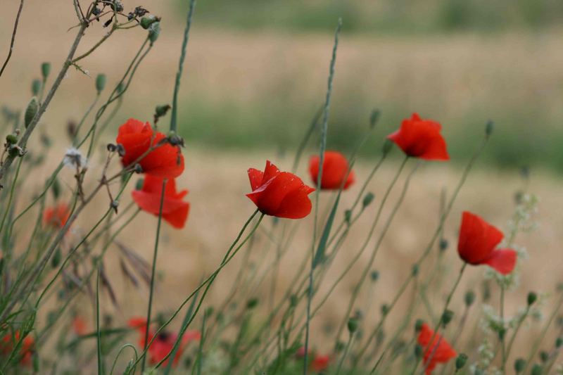 Mohn in der Toskana