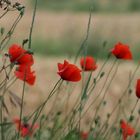 Mohn in der Toskana