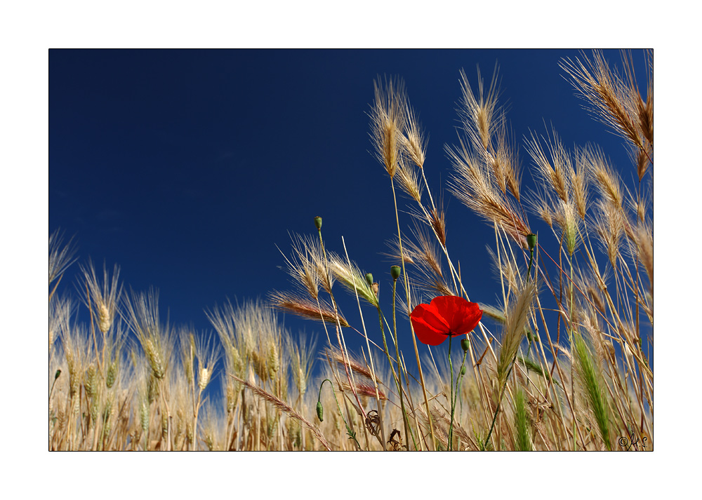 Mohn in der Toskana