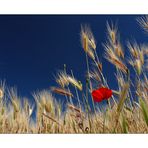 Mohn in der Toskana