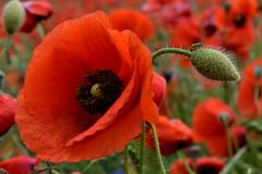 Mohn in der Uckermark