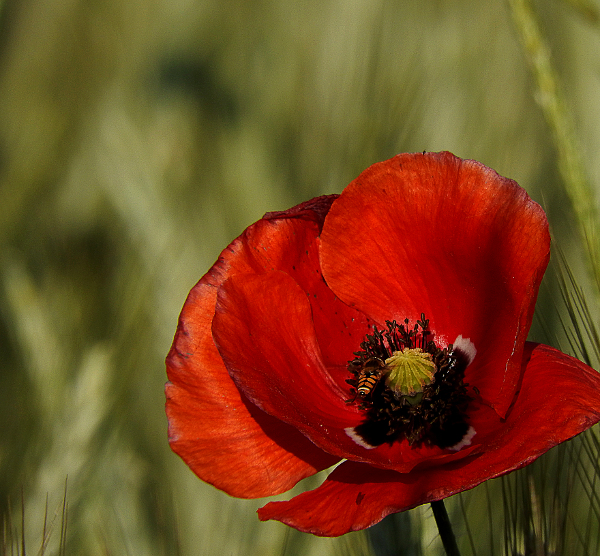 Mohn in der Vormittagssonne.