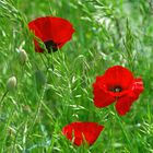 Mohn in der Wiese