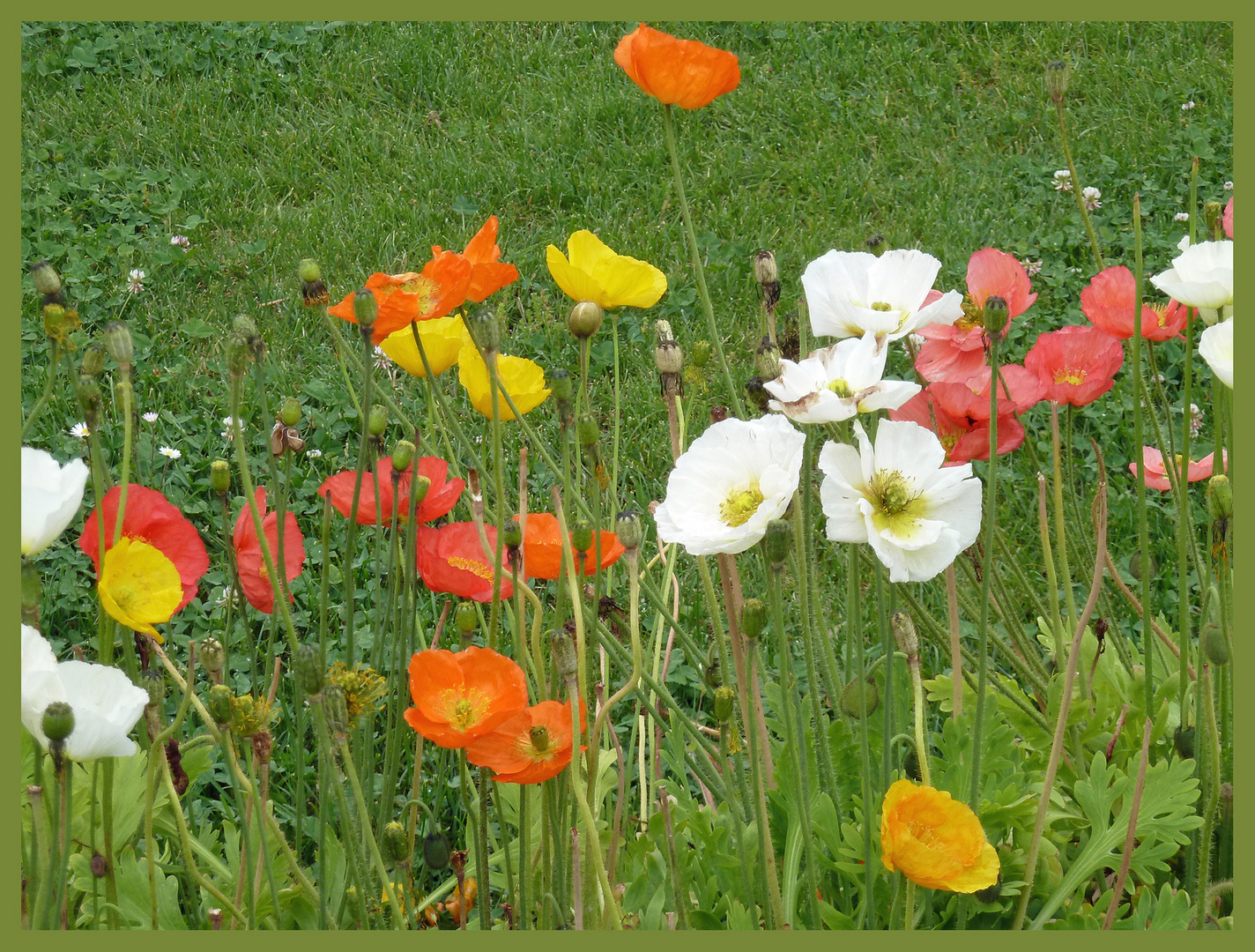 Mohn in div. farben sieht man nicht so oft - na und weil mittwoch ist