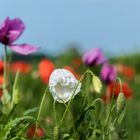 Mohn in drei Farben .....